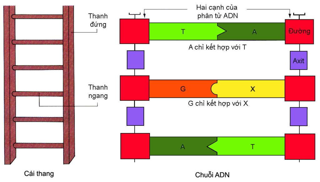 Xác Định Số Lượng Liên Kết Hydro